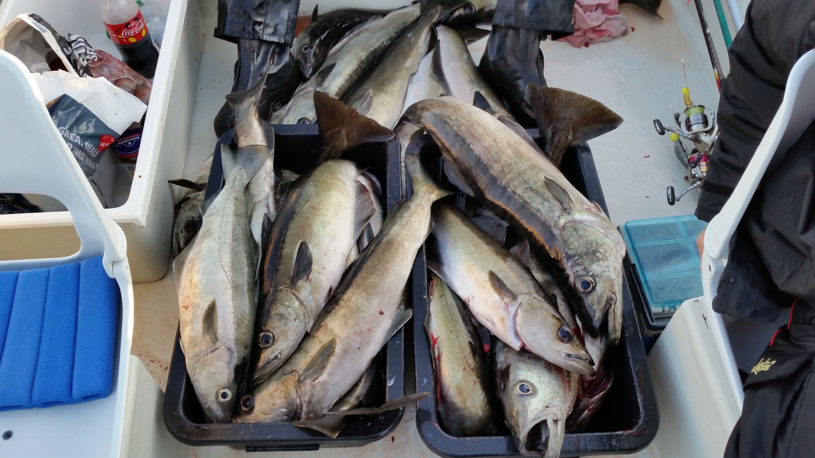 Übervolle Fischkisten im Boot
